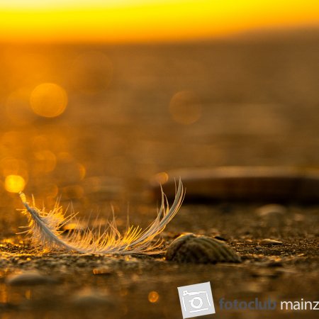2025 Mein Bild - Diem Demirci: &quot;Golden Summer&quot;